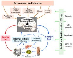 Environment, lifestyle, and brain regulation of eating