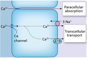 Calcium absorption pathways in the intestine