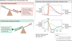 Insulin and glucagon regulation in fed and fasted states