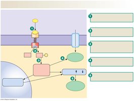 Insulin signaling and GLUT4 transporter mechanism