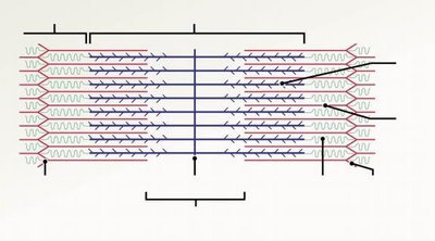 sarcomere diagram