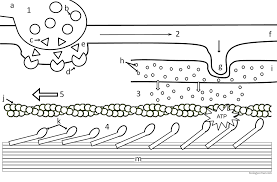 neuromuscular junction and contraction sequence