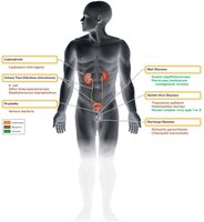 Diagram of infectious diseases affecting the male genitourinary system