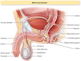 Cross-section of the male reproductive system