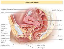 Cross-section of the female reproductive system