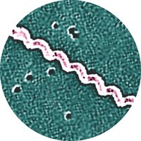 Spirochete morphology of Leptospira interrogans