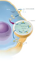 Life cycle of Chlamydia: elementary body and reticulate body stages