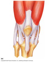 Ligaments in synovial joints