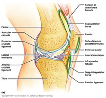 Bursa in synovial joint
