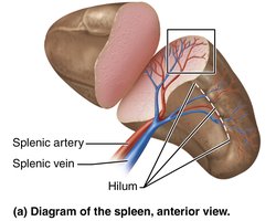 Diagram of the spleen, anterior view