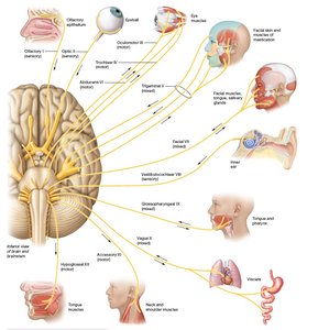 Overview of cranial nerves