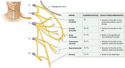 The cervical plexus