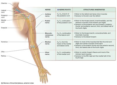 Nerves of brachial plexus, anterior view