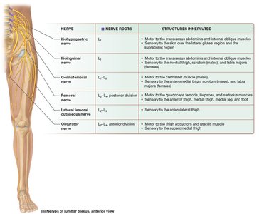 Nerves of lumbar plexus, anterior view