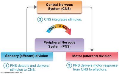 Reflex arc diagram