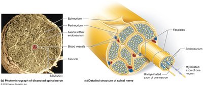 Detailed structure of spinal nerve
