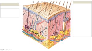 Diagram of the skin showing epidermis, dermis, hypodermis, and accessory structures