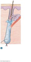 Diagram of hair follicle and associated structures