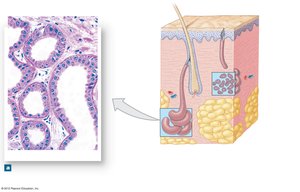 Diagram and histology of apocrine sweat gland