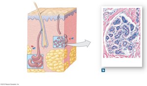 Diagram and histology of merocrine sweat gland