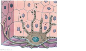 Diagram of melanocyte transferring melanin to keratinocytes