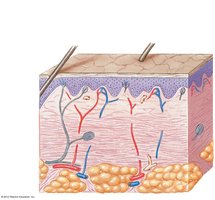 Diagram showing papillary and reticular layers of the dermis