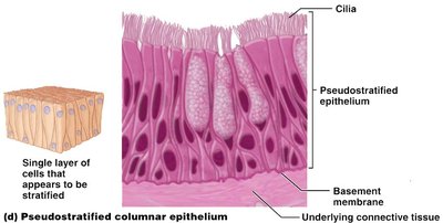 Pseudostratified columnar epithelium