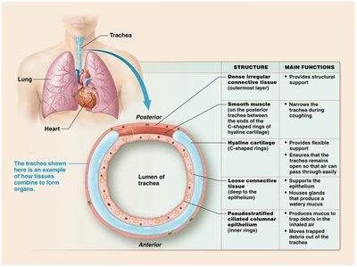 Tissues in the trachea