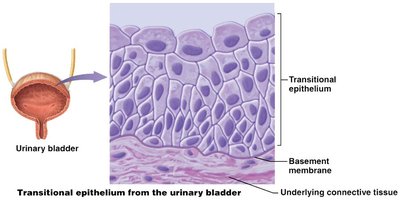 Transitional epithelium
