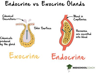 Endocrine vs Exocrine glands