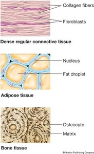 Types of connective tissue