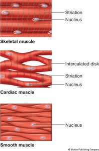Types of muscle tissue