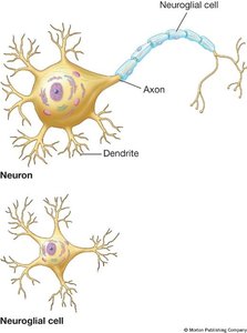 Neuron and neuroglial cell