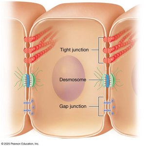 Types of cell junctions