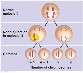 Nondisjunction in meiosis II