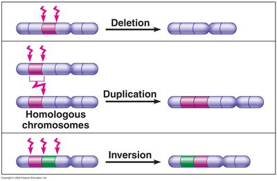 Diagram of deletion, duplication, and inversion