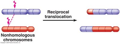 Diagram of reciprocal translocation