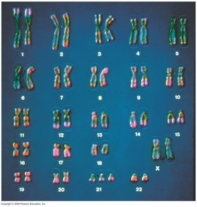 Human karyotype (color)
