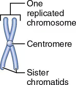 Diagram of a replicated chromosome with sister chromatids and centromere