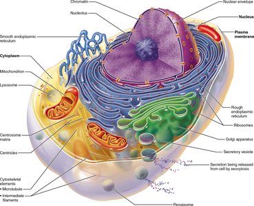 Labeled diagram of a generalized animal cell
