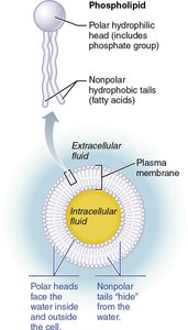 Diagram of phospholipid bilayer structure