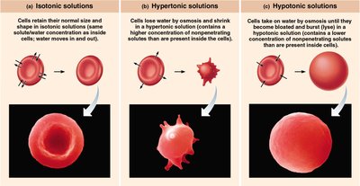 Diagram comparing isotonic, hypertonic, and hypotonic solutions and their effects on cells