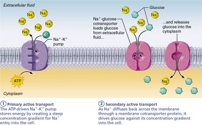 Diagram of primary and secondary active transport across the plasma membrane