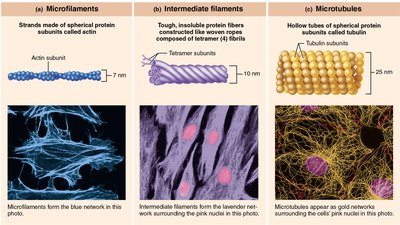 Diagram of microfilaments, intermediate filaments, and microtubules