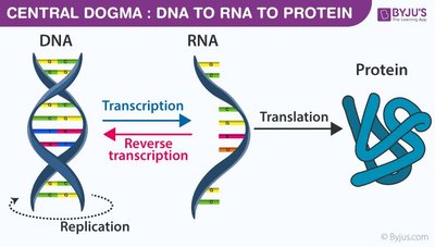 Diagram of the central dogma: DNA to RNA to protein