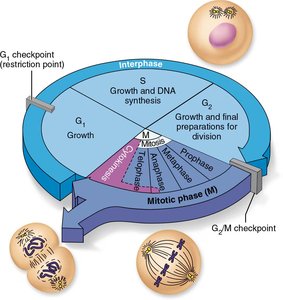 Diagram of the cell cycle, including interphase and mitotic phase