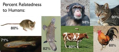 Percent relatedness to humans among various animals