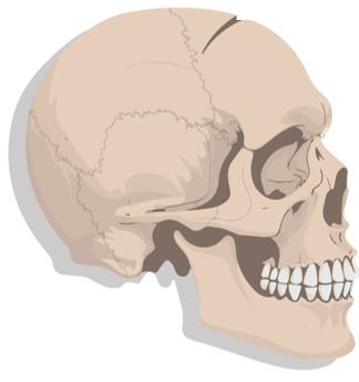 Syndesmosis between tibia and fibula