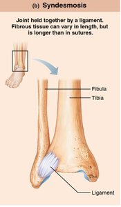Epiphyseal plate and costosternal synchondrosis