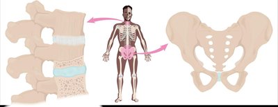 Pubic symphysis and intervertebral joints